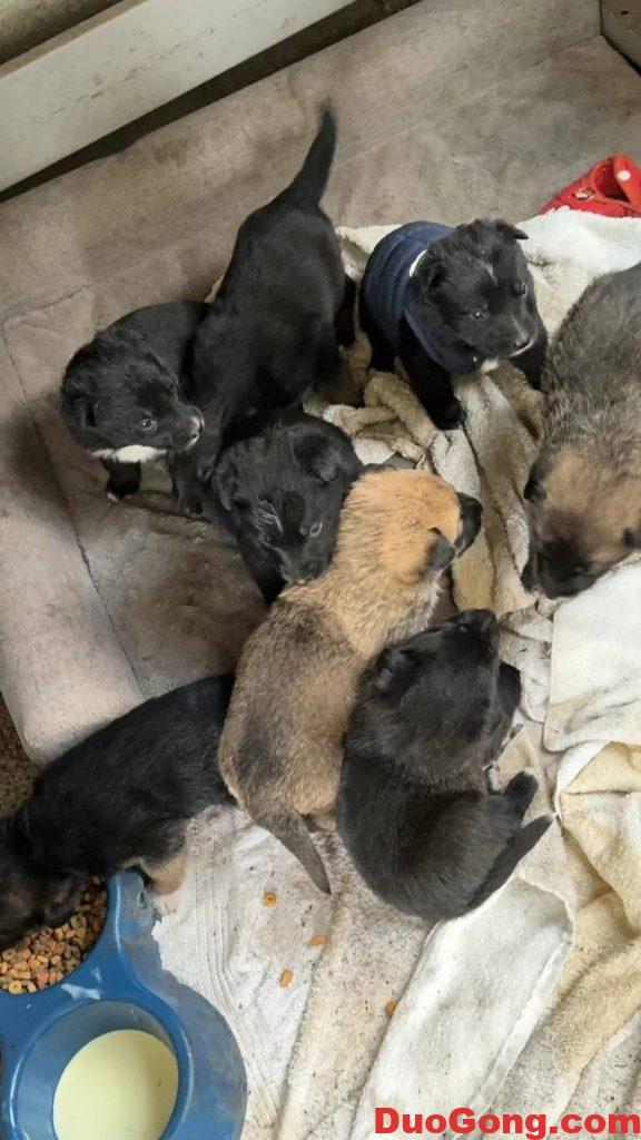 圖片[6]-灣區(qū)出牧羊犬與邊牧的小狗狗-多工網(wǎng)