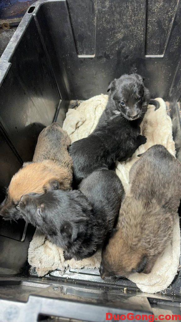 圖片[3]-灣區(qū)出牧羊犬與邊牧的小狗狗-多工網(wǎng)